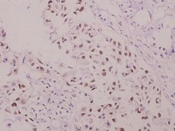 Invitrogen Phospho-p47phox (Ser304) Polyclonal Antibody 100 &mu;L; Unconjugated:Antibodies,