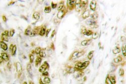Invitrogen Phospho-IRF3 (Ser385) Polyclonal Antibody 100 &mu;L; Unconjugated:Antibodies,