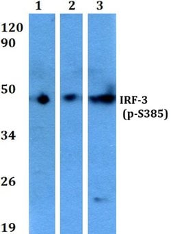 Invitrogen Phospho-IRF3 (Ser385) Polyclonal Antibody 100 &mu;L; Unconjugated:Antibodies,