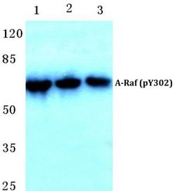 Invitrogen Phospho-A-Raf (Tyr302) Polyclonal Antibody 100 &mu;L; Unconjugated:Antibodies,