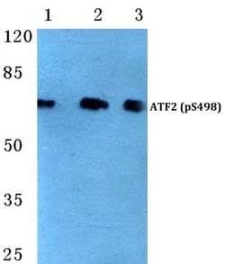 Invitrogen Phospho-ATF2 (Ser498) Polyclonal Antibody 100 &mu;L; Unconjugated:Antibodies,