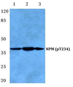 Invitrogen Phospho-NPM1 (Thr234) Polyclonal Antibody 100 &mu;L; Unconjugated:Antibodies,