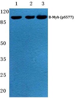 Invitrogen Phospho-B-Myb (Ser577) Polyclonal Antibody 100 &mu;L; Unconjugated:Antikroppar