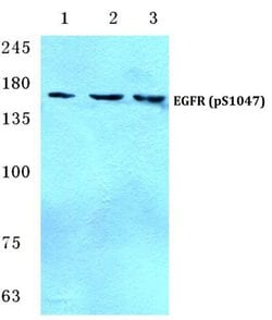 Invitrogen Phospho-EGFR (Ser1047) Polyclonal Antibody 100 &mu;L; Unconjugated:Antibodies,