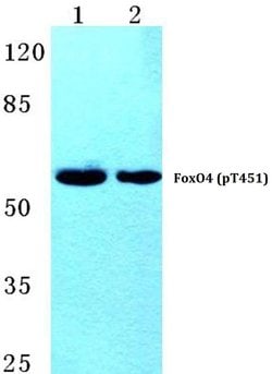 Invitrogen Phospho-FOXO4 (Thr451) Polyclonal Antibody 100 &mu;L; Unconjugated:Antibodies,