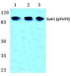 Invitrogen Phospho-GAB1 (Tyr659) Polyclonal Antibody 100 &mu;L; Unconjugated:Antibodies,