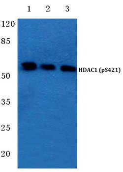 Invitrogen Phospho-HDAC1 (Ser421) Polyclonal Antibody 100 μL; Unconjugated:Antibodies,