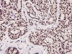 Invitrogen Phospho-FOXO3A (Ser253) Polyclonal Antibody 100 &mu;L; Unconjugated:Antibodies,