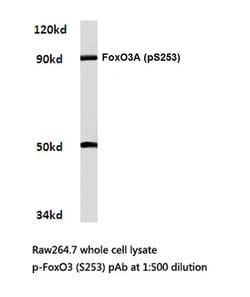 Invitrogen Phospho-FOXO3A (Ser253) Polyclonal Antibody 100 &mu;L; Unconjugated:Antibodies,