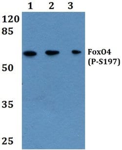 Invitrogen Phospho-FOXO4 (Ser197) Polyclonal Antibody 100 &mu;L; Unconjugated:Antibodies,