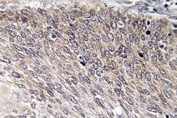 Invitrogen Phospho-VASP (Ser238) Polyclonal Antibody 100 &mu;L; Unconjugated:Antibodies,