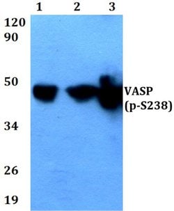 Invitrogen Phospho-VASP (Ser238) Polyclonal Antibody 100 &mu;L; Unconjugated:Antibodies,