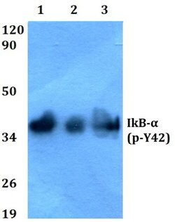 Invitrogen Phospho-IkB alpha (Tyr42) Polyclonal Antibody 100 &mu;L; Unconjugated:Antibodies,
