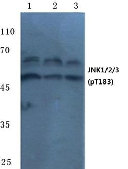 Invitrogen Phospho-JNK1/JNK2/JNK3 (Thr183) Polyclonal Antibody 100 &mu;L;