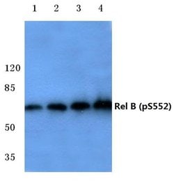 Invitrogen Phospho-RelB (Ser552) Polyclonal Antibody 100 &mu;L; Unconjugated:Antibodies,