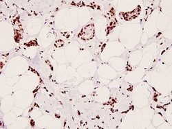 Invitrogen Phospho-CREB (Ser129) Polyclonal Antibody 100 &mu;L; Unconjugated:Antibodies,