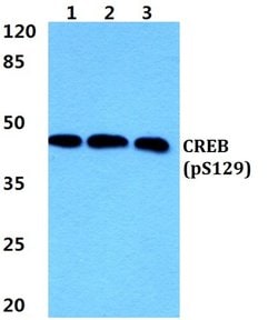 Invitrogen Phospho-CREB (Ser129) Polyclonal Antibody 100 &mu;L; Unconjugated:Antibodies,