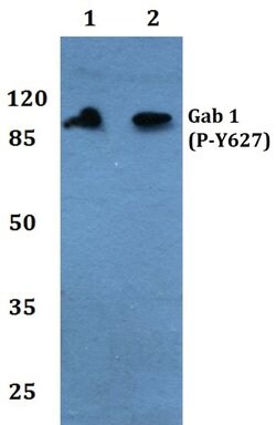 Invitrogen Phospho-GAB1 (Tyr627) Polyclonal Antibody 100 &mu;L; Unconjugated:Antibodies,