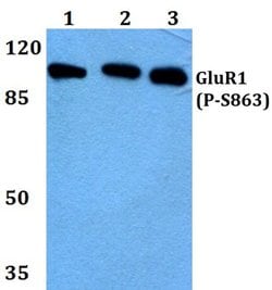 Invitrogen Phospho-GluR1 (Ser863) Polyclonal Antibody 100 &mu;L; Unconjugated:Antibodies,