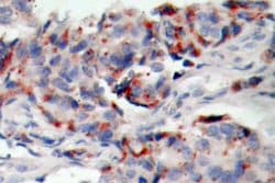 Invitrogen Phospho-JAK2 (Tyr221) Polyclonal Antibody 100 &mu;L; Unconjugated:Antibodies,