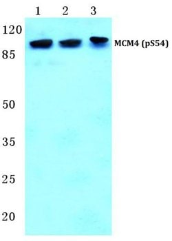Invitrogen Phospho-MCM4 (Ser54) Polyclonal Antibody 100 &mu;L; Unconjugated:Antibodies,