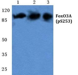 Invitrogen Phospho-FOXO3A (Ser253) Polyclonal Antibody 100 &mu;L; Unconjugated:Antibodies,