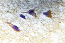 Invitrogen Phospho-PAK1/PAK2 (Thr423, Thr402) Polyclonal Antibody 100 &mu;L | Buy Online | Invitrogen&trade; | Fisher Scientific