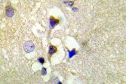 Invitrogen Phospho-PKC mu (Ser910) Polyclonal Antibody 100 &mu;L; Unconjugated:Antibodies,