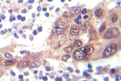 Invitrogen Phospho-LKB1 (Ser428) Polyclonal Antibody 100 &mu;L | Buy Online | Invitrogen&trade; | Fisher Scientific