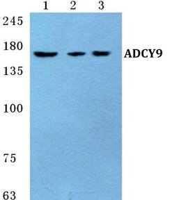 Invitrogen Adenylate Cyclase 9 Polyclonal Antibody 100 &mu;L; Unconjugated:Antibodies,