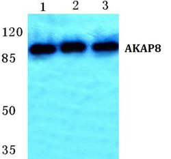 Invitrogen AKAP8 Polyclonal Antibody 100 μL; Unconjugated:Antibodies,