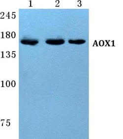 Invitrogen AOX1 Polyclonal Antibody 100 &mu;L; Unconjugated:Antibodies,