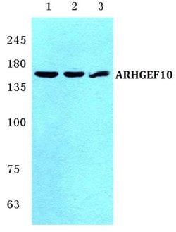 Invitrogen ARHGEF10 Polyclonal Antibody 100 &mu;L; Unconjugated:Antibodies,