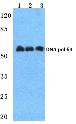POLD3 Polyclonal Antibody:Antibodies, Polyclonal