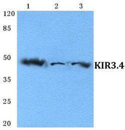 Invitrogen Kir3.4 (KCNJ5) Polyclonal Antibody 100 &mu;L; Unconjugated:Antibodies,
