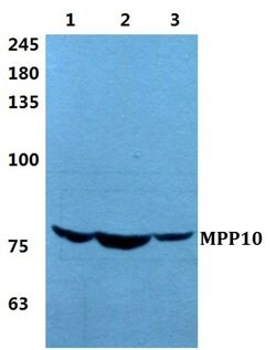 Invitrogen MPP10 Polyclonal Antibody 100 &mu;L; Unconjugated:Antibodies,