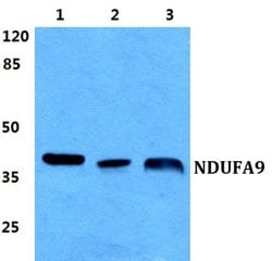 Invitrogen NDUFA9 Polyclonal Antibody 100 &mu;L; Unconjugated:Antibodies,