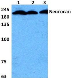 Invitrogen Neurocan Polyclonal Antibody 100 &mu;L | Buy Online | Invitrogen&trade; | Fisher Scientific