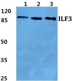 Invitrogen ILF3 Polyclonal Antibody 100 &mu;L; Unconjugated:Antibodies,