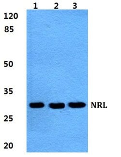 Invitrogen NRL Polyclonal Antibody 100 &mu;L; Unconjugated:Antibodies,