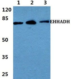 Invitrogen EHHADH Polyclonal Antibody 100 &mu;L; Unconjugated:Antibodies,