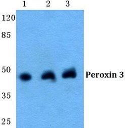 Invitrogen PEX3 Polyclonal Antibody 100 &mu;L; Unconjugated:Antibodies,