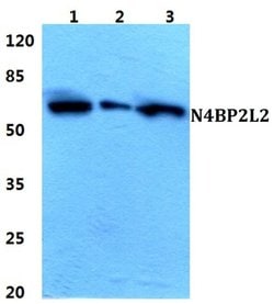 Invitrogen N4BP2L2 Polyclonal Antibody 100 &mu;L | Buy Online | Invitrogen&trade; | Fisher Scientific