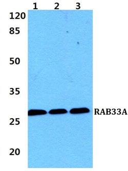Invitrogen RAB33A Polyclonal Antibody 100 &mu;L; Unconjugated:Antibodies,
