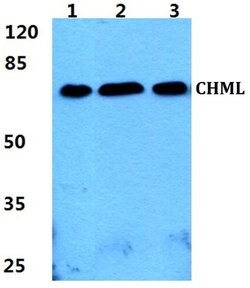 Invitrogen CHML Polyclonal Antibody 100 &mu;L; Unconjugated:Antibodies,