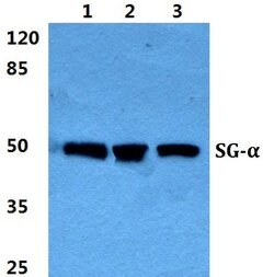 Invitrogen Alpha Sarcoglycan Polyclonal Antibody 100 &mu;L; Unconjugated:Antibodies,