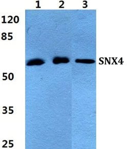 Invitrogen SNX4 Polyclonal Antibody 100 &mu;L; Unconjugated:Antibodies,