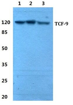 Invitrogen TCF9 Polyclonal Antibody 100 &mu;L; Unconjugated:Antibodies,