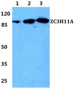 Invitrogen ZC3H11A Polyclonal Antibody 100 &mu;L; Unconjugated:Antibodies,