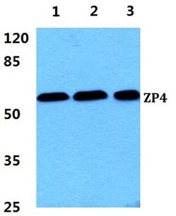 Invitrogen ZP4 Polyclonal Antibody 100 &mu;L; Unconjugated:Antibodies,